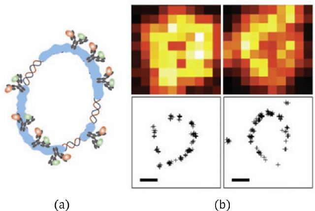 Figure 3 for Deep Unrolled Recovery in Sparse Biological Imaging