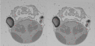 Figure 3 for Non-iterative Simultaneous Rigid Registration Method for Serial Sections of Biological Tissue