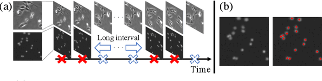 Figure 1 for Weakly-Supervised Cell Tracking via Backward-and-Forward Propagation