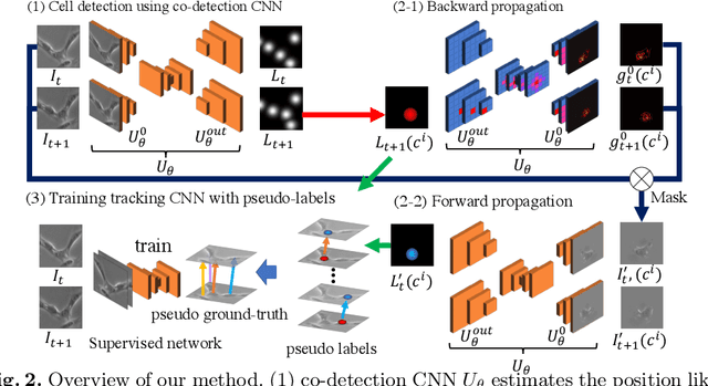 Figure 3 for Weakly-Supervised Cell Tracking via Backward-and-Forward Propagation
