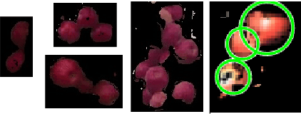 Figure 3 for Vision-Based Preharvest Yield Mapping for Apple Orchards