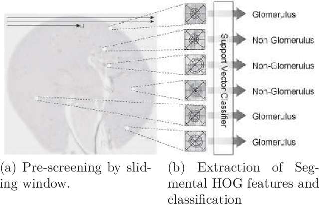 Figure 1 for New Descriptor for Glomerulus Detection in Kidney Microscopy Image