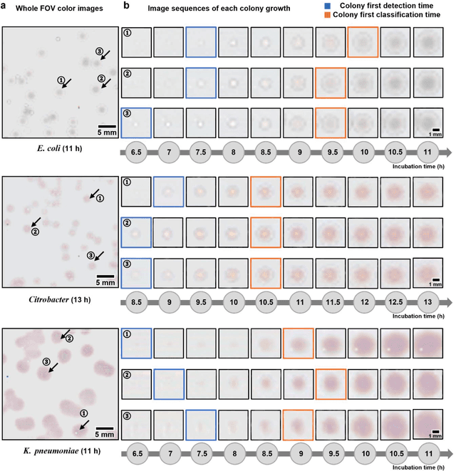 Figure 3 for Deep Learning-enabled Detection and Classification of Bacterial Colonies using a Thin Film Transistor (TFT) Image Sensor