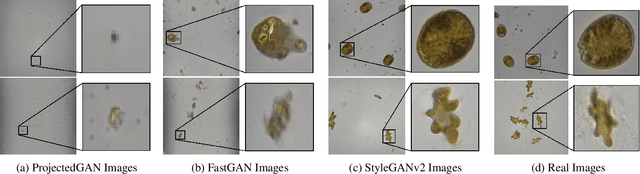 Figure 3 for Towards Generating Large Synthetic Phytoplankton Datasets for Efficient Monitoring of Harmful Algal Blooms