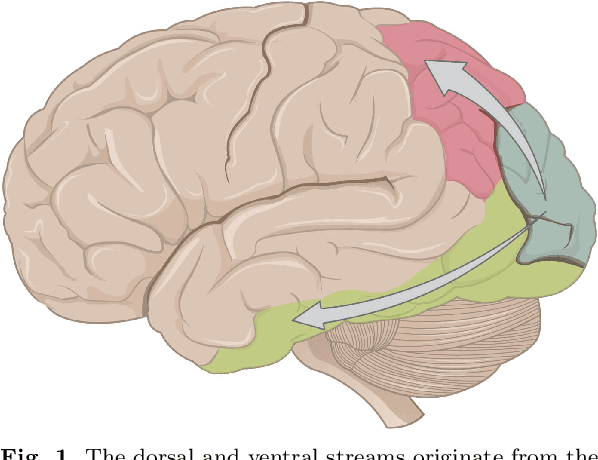 Figure 1 for Visuo-Haptic Object Perception for Robots: An Overview