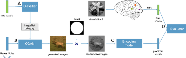 Figure 1 for BigGAN-based Bayesian reconstruction of natural images from human brain activity