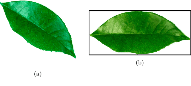 Figure 1 for An Effective Leaf Recognition Using Convolutional Neural Networks Based Features