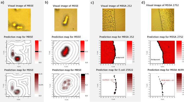 Figure 4 for Accurate and fast identification of minimally prepared bacteria phenotypes using Raman spectroscopy assisted by machine learning