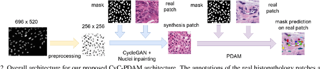 Figure 3 for Unsupervised Instance Segmentation in Microscopy Images via Panoptic Domain Adaptation and Task Re-weighting