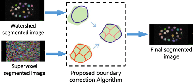 Figure 1 for Semi supervised segmentation and graph-based tracking of 3D nuclei in time-lapse microscopy