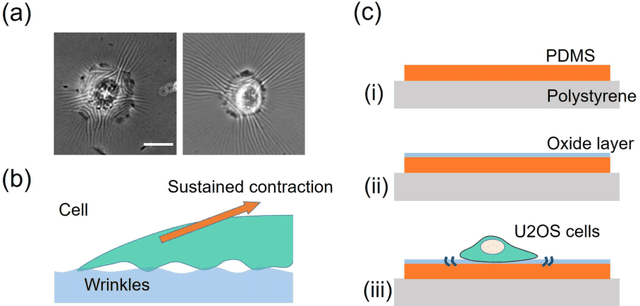 Figure 1 for Image based cellular contractile force evaluation with small-world network inspired CNN: SW-UNet