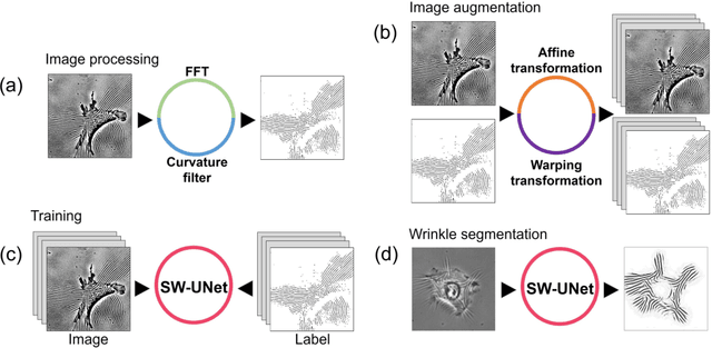 Figure 2 for Image based cellular contractile force evaluation with small-world network inspired CNN: SW-UNet