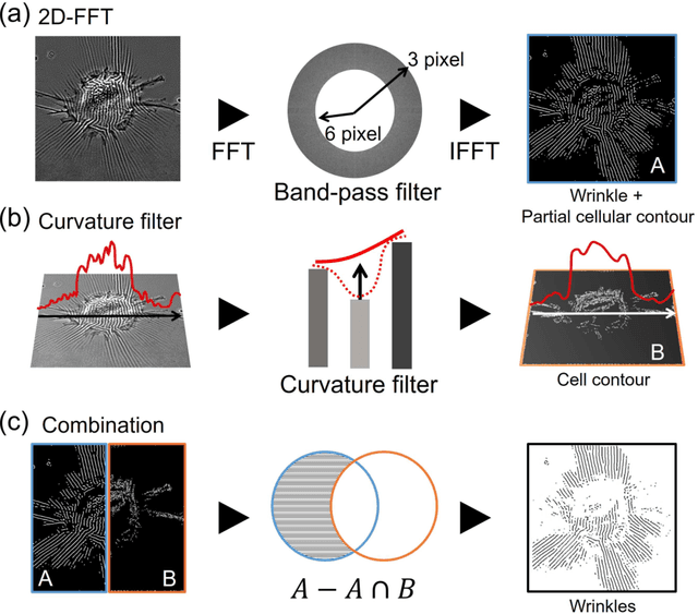 Figure 3 for Image based cellular contractile force evaluation with small-world network inspired CNN: SW-UNet
