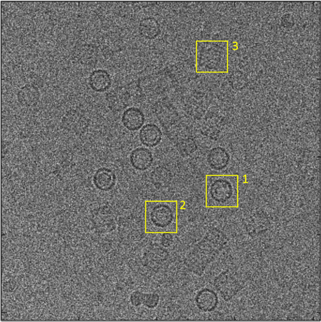 Figure 1 for Quantitative phase imaging of single particles from a cryoEM micrograph