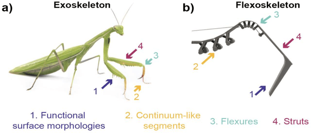 Figure 1 for Flexoskeleton printing for versatile insect-inspired robots