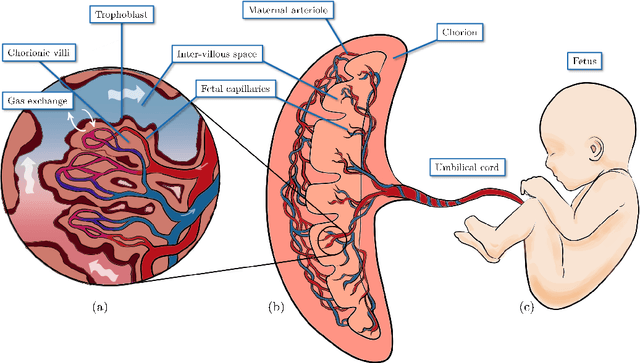 Figure 1 for Automated segmentation and morphological characterization of placental histology images based on a single labeled image