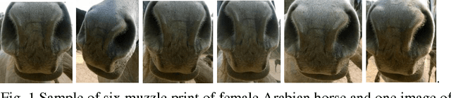 Figure 1 for Arabian Horse Identification Benchmark Dataset