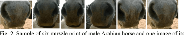Figure 2 for Arabian Horse Identification Benchmark Dataset