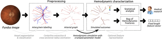 Figure 1 for Towards a glaucoma risk index based on simulated hemodynamics from fundus images