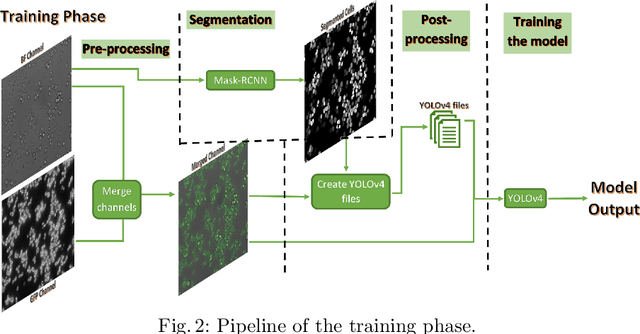 Figure 3 for A fully automated end-to-end process for fluorescence microscopy images of yeast cells: From segmentation to detection and classification