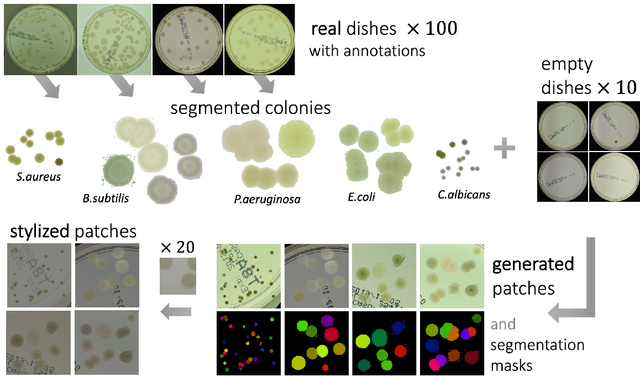 Figure 1 for Generation of microbial colonies dataset with deep learning style transfer