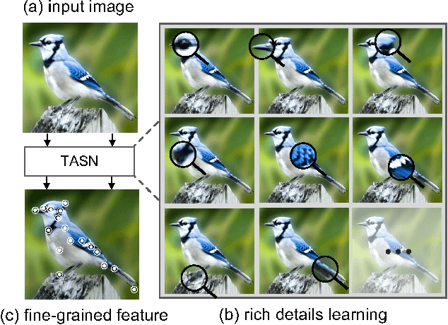 Figure 1 for Looking for the Devil in the Details: Learning Trilinear Attention Sampling Network for Fine-grained Image Recognition