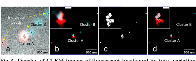 Figure 3 for Guided-deconvolution for Correlative Light and Electron Microscopy