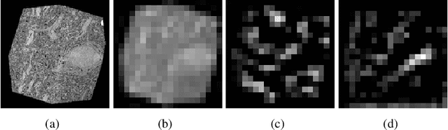 Figure 4 for Siamese Encoding and Alignment by Multiscale Learning with Self-Supervision