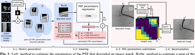 Figure 1 for Semi-Blind Spatially-Variant Deconvolution in Optical Microscopy with Local Point Spread Function Estimation By Use Of Convolutional Neural Networks