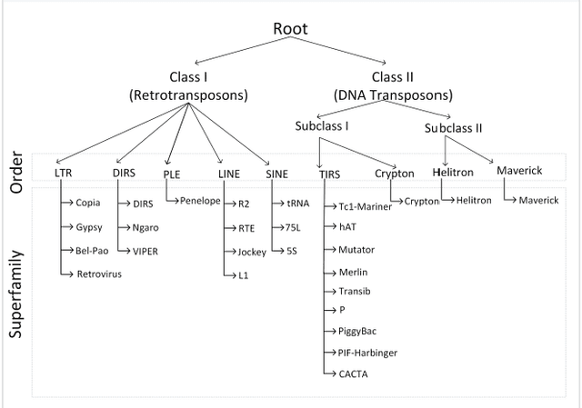 Figure 1 for Machine Learning based Prediction of Hierarchical Classification of Transposable Elements