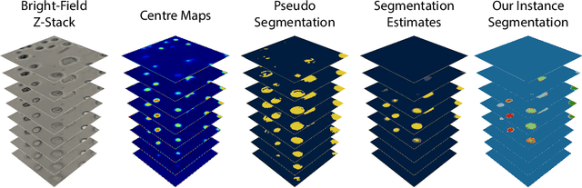 Figure 1 for BFS-Net: Weakly Supervised Cell Instance Segmentation from Bright-Field Microscopy Z-Stacks