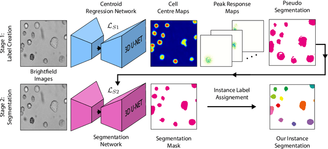 Figure 3 for BFS-Net: Weakly Supervised Cell Instance Segmentation from Bright-Field Microscopy Z-Stacks