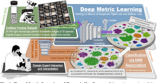 Figure 1 for Visual Microfossil Identificationvia Deep Metric Learning