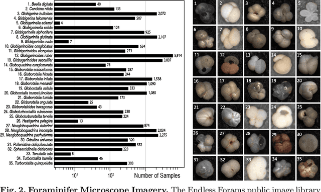 Figure 3 for Visual Microfossil Identification via Deep Metric Learning