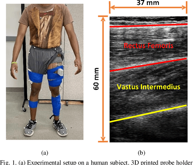 Figure 1 for Task-Invariant Learning of Continuous Joint Kinematics during Steady-State and Transient Ambulation Using Ultrasound Sensing