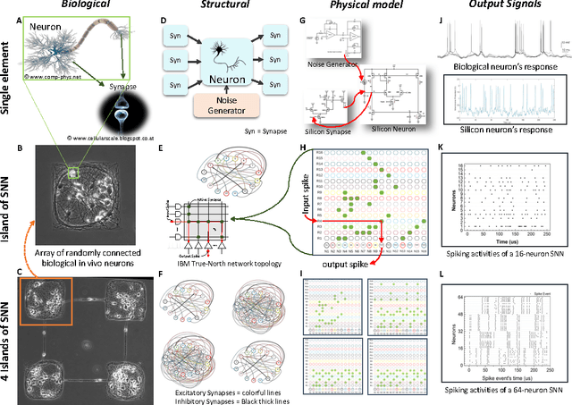 Figure 1 for Control of the Correlation of Spontaneous Neuron Activity in Biological and Noise-activated CMOS Artificial Neural Microcircuits