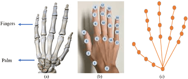 Figure 3 for A Non-Anatomical Graph Structure for isolated hand gesture separation in continuous gesture sequences