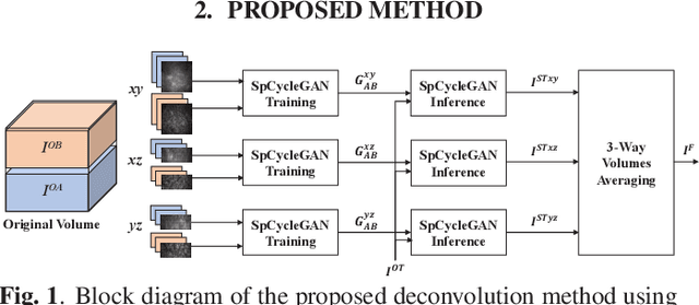 Figure 1 for Three dimensional blind image deconvolution for fluorescence microscopy using generative adversarial networks