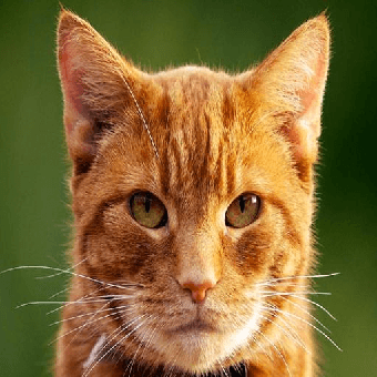 Figure 4 for Improving the Neural Algorithm of Artistic Style