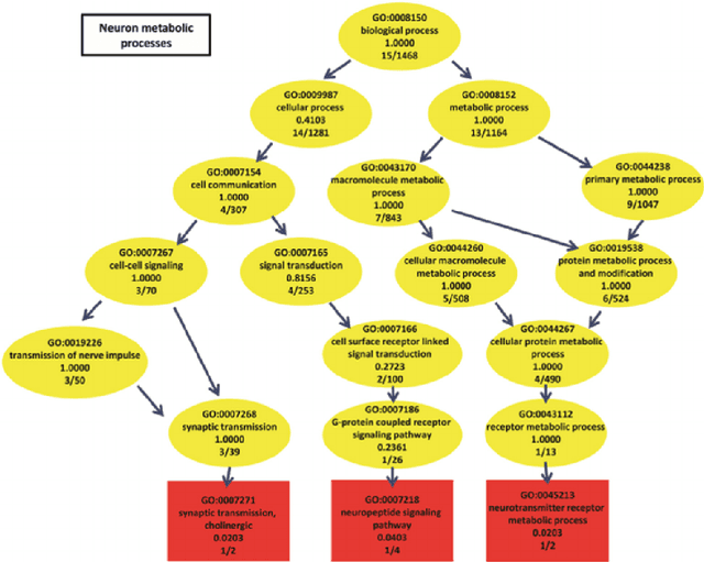 Figure 3 for Supervised and Unsupervised End-to-End Deep Learning for Gene Ontology Classification of Neural In Situ Hybridization Images