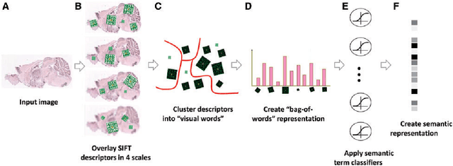 Figure 4 for Supervised and Unsupervised End-to-End Deep Learning for Gene Ontology Classification of Neural In Situ Hybridization Images