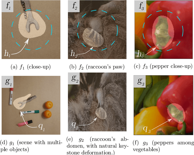 Figure 1 for Measuring dissimilarity with diffeomorphism invariance