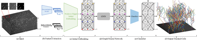 Figure 1 for Graph Neural Network for Cell Tracking in Microscopy Videos