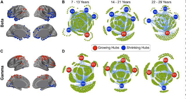 Figure 3 for Maturation Trajectories of Cortical Resting-State Networks Depend on the Mediating Frequency Band