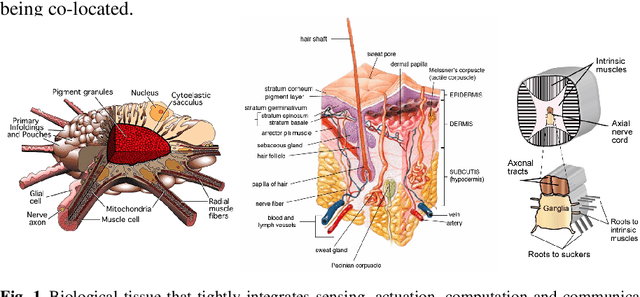 Figure 1 for Materials that make robots smart