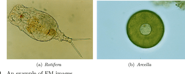 Figure 1 for EMDS-5: Environmental Microorganism Image Dataset Fifth Version for Multiple Image Analysis Tasks