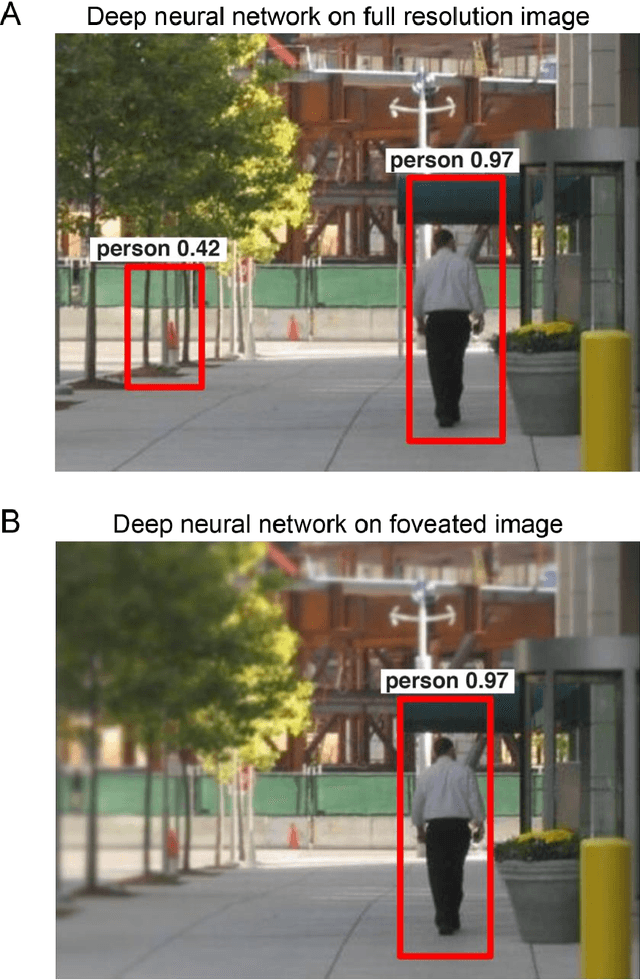 Figure 1 for Human peripheral blur is optimal for object recognition