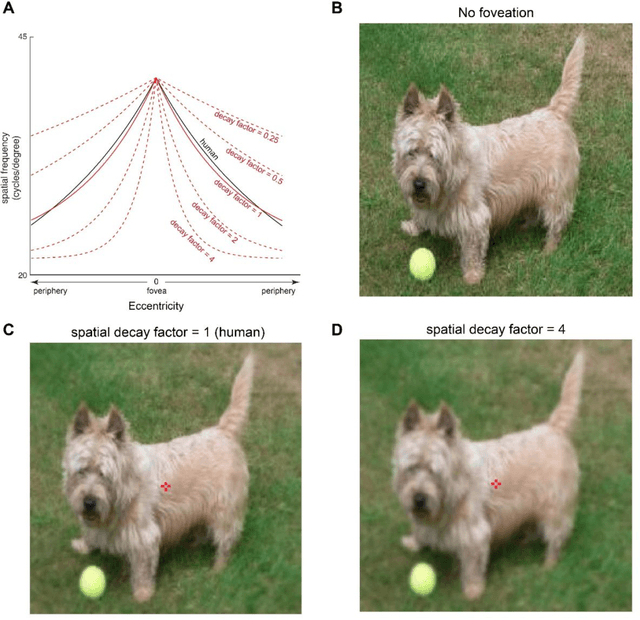 Figure 3 for Human peripheral blur is optimal for object recognition