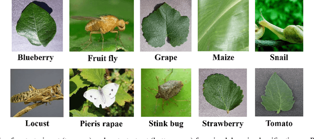 Figure 3 for Multi-Domain Few-Shot Learning and Dataset for Agricultural Applications