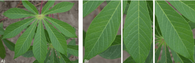 Figure 1 for Using Transfer Learning for Image-Based Cassava Disease Detection